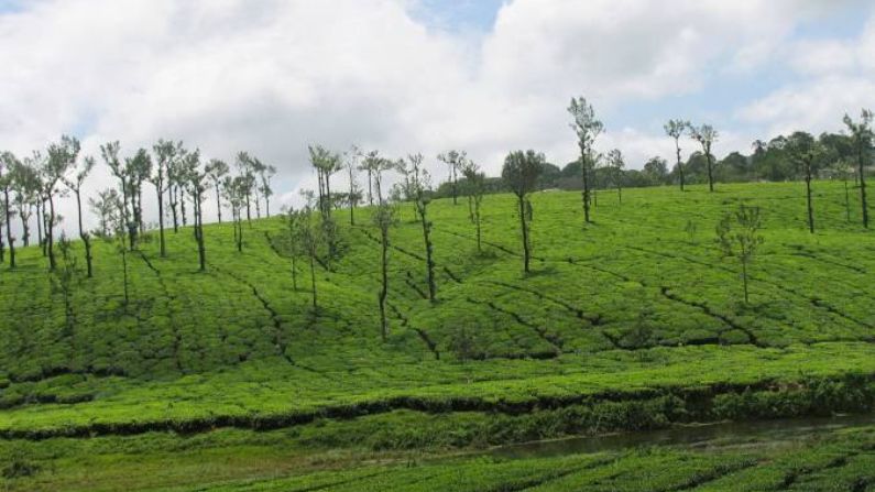 Restaurants in Palakkad offering authentic Kerala cuisine, traditional meals, and popular local dining spots.